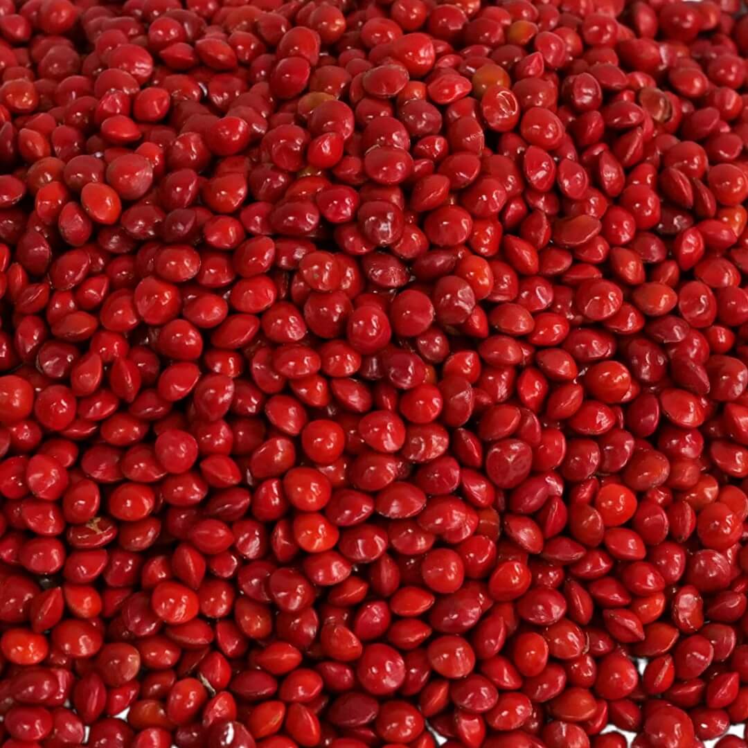 MANJADY SEEDS (ADENANTHERA PAVONINA OR RED LUCKY SEEDS) FOR POOJA ROOM AND VISHU KANI