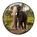 kerala-elephant-fridge-magnet-chirakkal-kalidasan